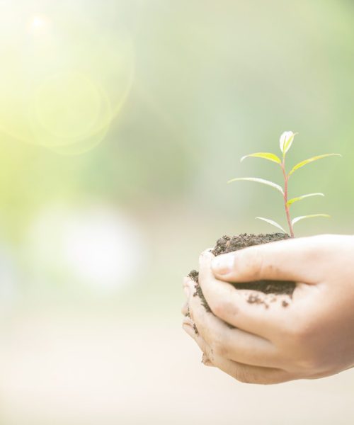 earth-day-hands-trees-growing-seedlings-female-hand-holding-tree-nature-field-grass-min